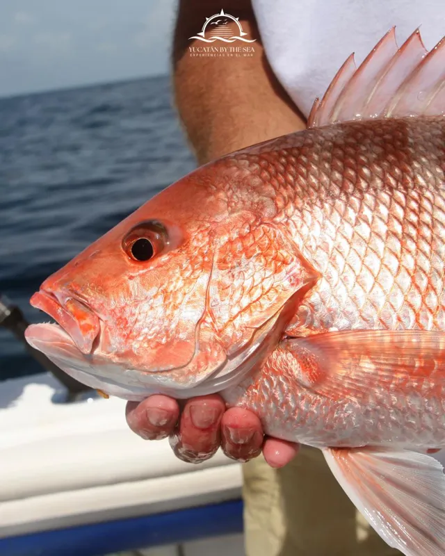 Pesca de Fondo a Mar Abierto